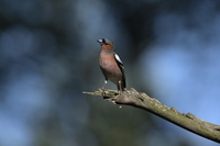 Nikon Nikkor Z 180-600 mm f/5.6-6.3 VR - Sample shots