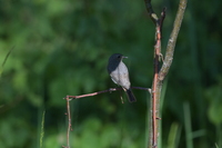 Nikon Nikkor Z 180-600 mm f/5.6-6.3 VR - Sample shots