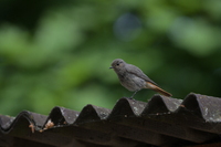 Nikon Nikkor Z 180-600 mm f/5.6-6.3 VR - Sample shots