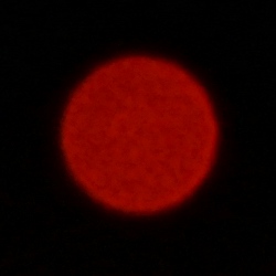 Tamron 90 mm f/2.8 Di III Macro VXD - Chromatic and spherical aberration