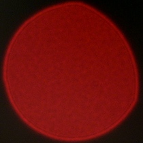 Tamron 90 mm f/2.8 Di III Macro VXD - Coma, astigmatism and bokeh