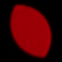 Sony FE 200-600 mm f/5.6-6.3 G OSS - Coma, astigmatism and bokeh