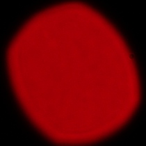 Sony FE 200-600 mm f/5.6-6.3 G OSS - Coma, astigmatism and bokeh