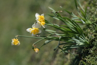 Nikon Nikkor Z 135 mm f/1.8 S Plena - Sample shots