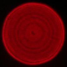 Viltrox AF 16 mm f/1.8 - Coma, astigmatism and bokeh