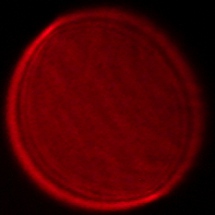 Viltrox AF 16 mm f/1.8 - Coma, astigmatism and bokeh