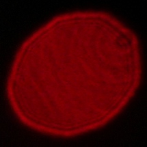 Viltrox AF 16 mm f/1.8 - Coma, astigmatism and bokeh