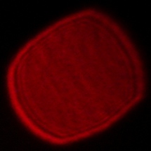 Viltrox AF 16 mm f/1.8 - Coma, astigmatism and bokeh