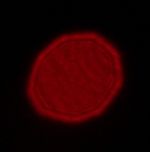 Viltrox AF 16 mm f/1.8 - Coma, astigmatism and bokeh