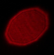 Viltrox AF 16 mm f/1.8 - Coma, astigmatism and bokeh