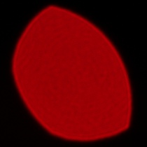 Sony FE 50-150 mm f/2 GM - Coma, astigmatism and bokeh