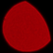 Sony FE 50-150 mm f/2 GM - Coma, astigmatism and bokeh