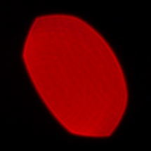 Panasonic Lumix S Pro 50 mm f/1.4 - Coma, astigmatism and bokeh