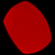 Panasonic Lumix S Pro 50 mm f/1.4 - Coma, astigmatism and bokeh