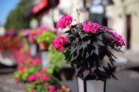 Panasonic Lumix S Pro 50 mm f/1.4 - Sample shots