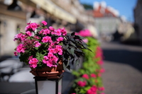 Panasonic Lumix S Pro 50 mm f/1.4 - Sample shots