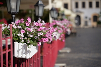 Leica APO-Summicron-SL 75 mm f/2 ASPH. - Sample shots