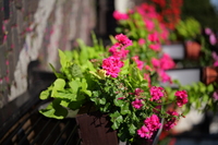 Leica APO-Summicron-SL 75 mm f/2 ASPH. - Sample shots