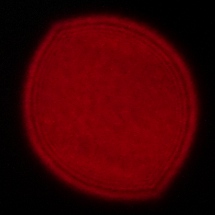 Samyang AF 14-24 mm f/2.8 FE - Coma, astigmatism and bokeh