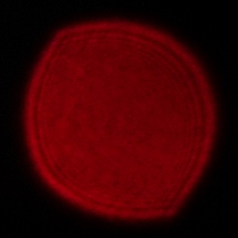 Samyang AF 14-24 mm f/2.8 FE - Coma, astigmatism and bokeh