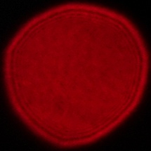 Samyang AF 14-24 mm f/2.8 FE - Coma, astigmatism and bokeh