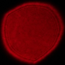 Samyang AF 14-24 mm f/2.8 FE - Coma, astigmatism and bokeh