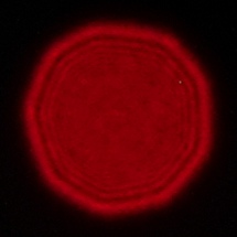 Samyang AF 14-24 mm f/2.8 FE - Coma, astigmatism and bokeh