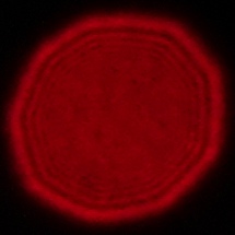 Samyang AF 14-24 mm f/2.8 FE - Coma, astigmatism and bokeh