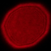 Samyang AF 14-24 mm f/2.8 FE - Coma, astigmatism and bokeh