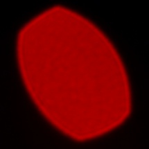 Leica APO-Summicron-SL 75 mm f/2 ASPH. - Coma, astigmatism and bokeh