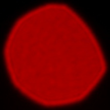 Leica APO-Summicron-SL 75 mm f/2 ASPH. - Coma, astigmatism and bokeh