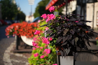 Sigma A 17-40 mm f/1.8 DC - Sample shots