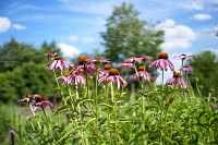 Zdjcie przykadowe nr: 11