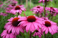 Zdjcie przykadowe nr: 26