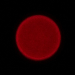 Sigma A 17-40 mm f/1.8 DC - Chromatic and spherical aberration