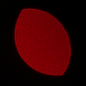 Sigma A 17-40 mm f/1.8 DC - Vignetting