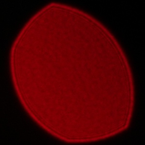 Sigma A 17-40 mm f/1.8 DC - Vignetting