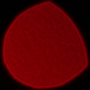 Sigma A 17-40 mm f/1.8 DC - Vignetting