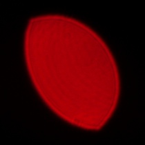 Panasonic Lumix S 50 mm f/1.8 - Coma, astigmatism and bokeh