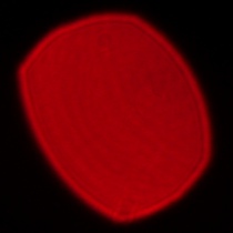 Panasonic Lumix S 50 mm f/1.8 - Coma, astigmatism and bokeh