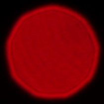 Panasonic Lumix S 50 mm f/1.8 - Coma, astigmatism and bokeh