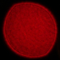 Tamron 16-30 mm f/2.8 Di III VXD G2 - Coma, astigmatism and bokeh