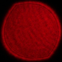 Tamron 16-30 mm f/2.8 Di III VXD G2 - Coma, astigmatism and bokeh