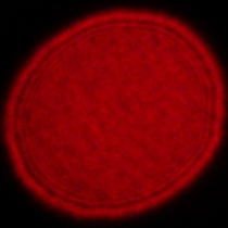 Tamron 16-30 mm f/2.8 Di III VXD G2 - Coma, astigmatism and bokeh