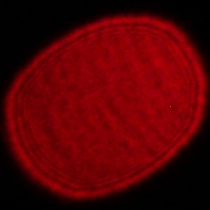 Tamron 16-30 mm f/2.8 Di III VXD G2 - Coma, astigmatism and bokeh