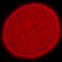 Tamron 16-30 mm f/2.8 Di III VXD G2 - Coma, astigmatism and bokeh