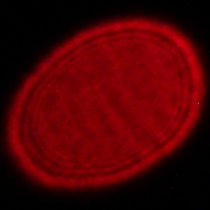 Tamron 16-30 mm f/2.8 Di III VXD G2 - Coma, astigmatism and bokeh