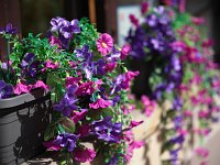 Zdjcie przykadowe nr: 1