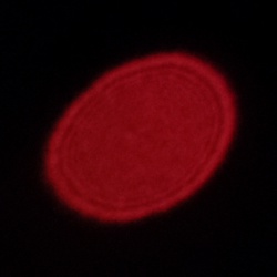 Viltrox AF 15 mm f/1.7 Air - Coma, astigmatism and bokeh