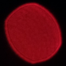 Viltrox AF 25 mm f/1.7 Air - Coma, astigmatism and bokeh